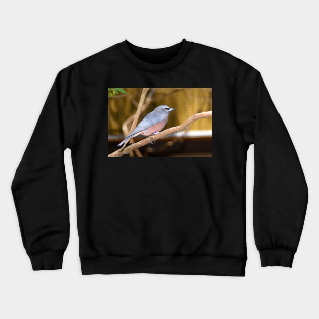 White-browed Wood Swallow Crewneck Sweatshirt by Carole-Anne